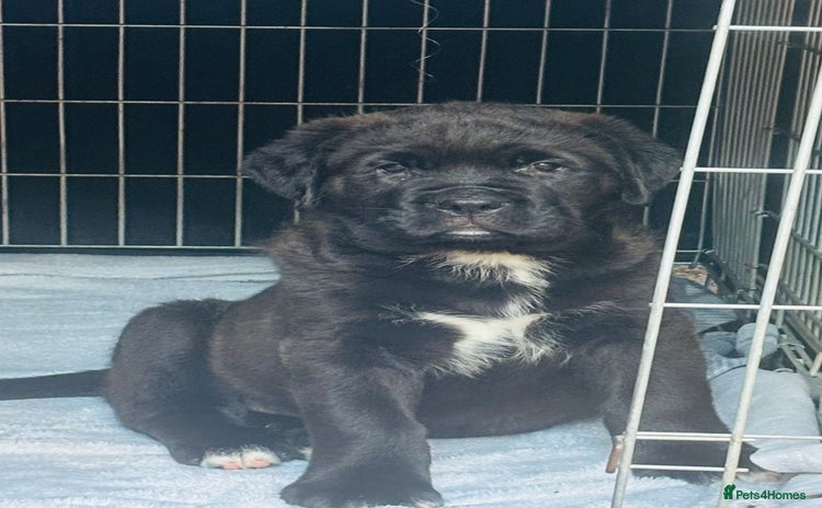 Mixed Breed dogs - Advert 1