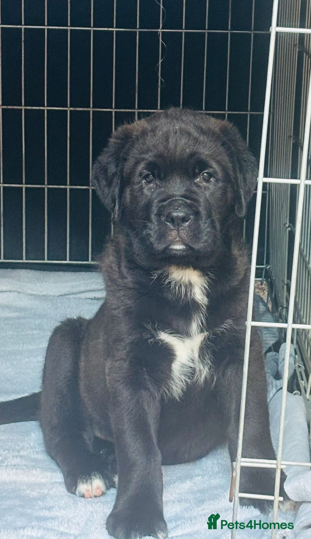 Mixed Breed dogs for sale: Central Aisian Shepard x Rottweiler - Image 14