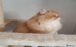 British Longhair cats for sale: Last Cinnamon Golden Shaded boy - Advert 7