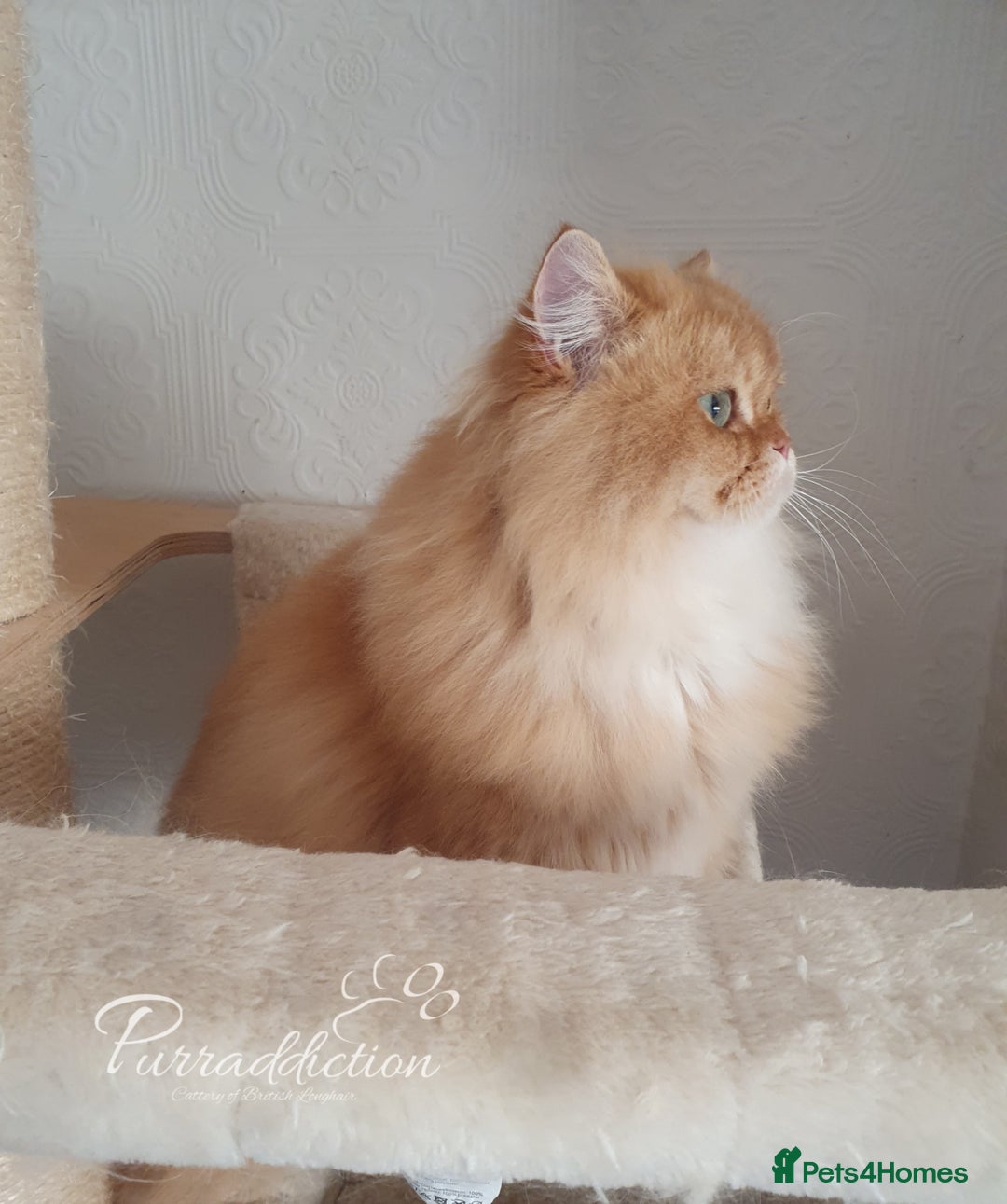 British Longhair cats for sale: Last Cinnamon Golden Shaded boy - Advert 7