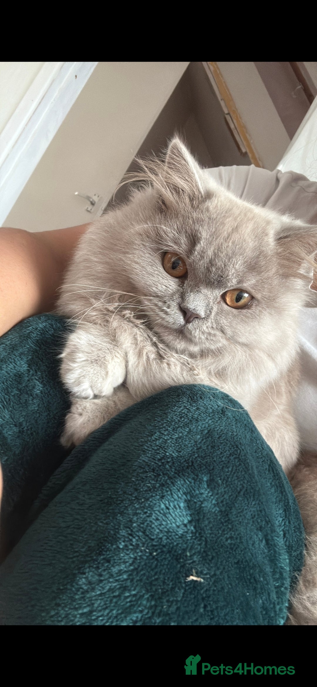 British Longhair cats Rehoming 10 month old Eve  - Advert 1