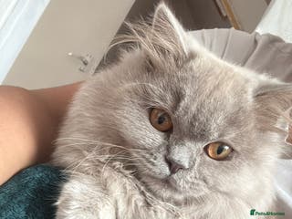 British Longhair cats Rehoming 11 month old Eve - Advert 5