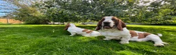 Basset Hound dogs for sale: Basset hound amazing couple  - Advert 19