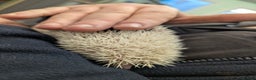 Pygmy Hedgehog rodents for sale: Reverse Pinto Male African Pygmy Hedgehog - Advert 4