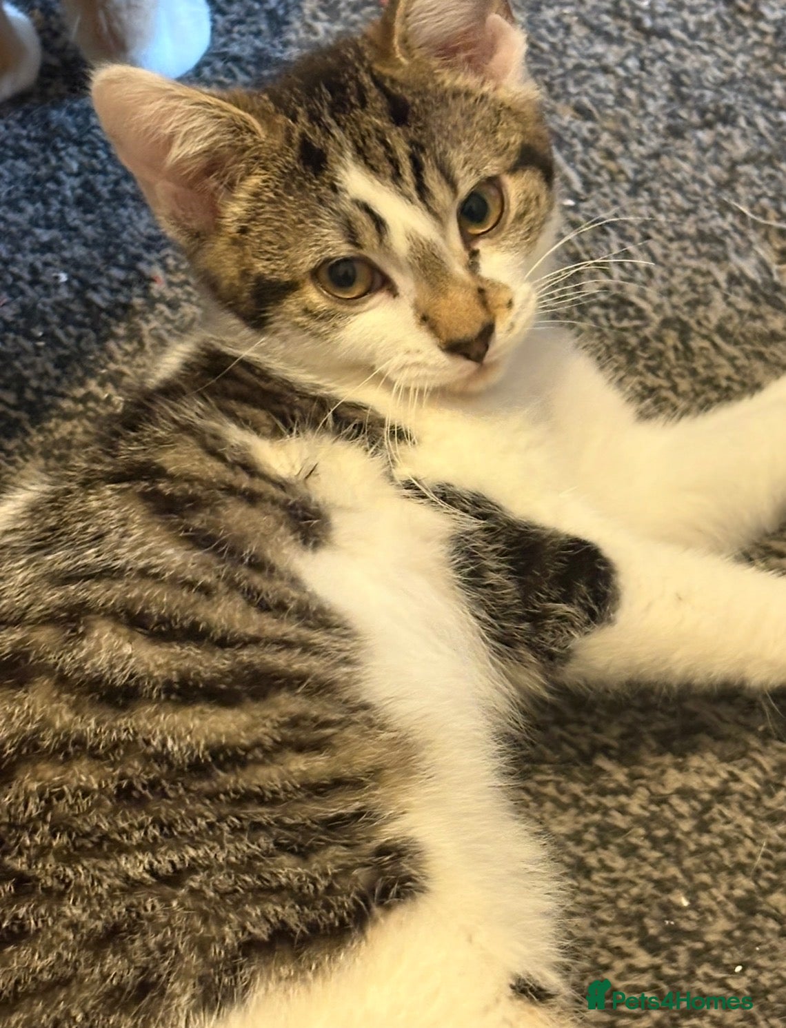Mixed Breed cats Nico  - Advert 12