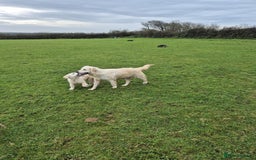 Golden Retriever dogs for sale: Gorgeous golden retriever male puppy - Advert 1