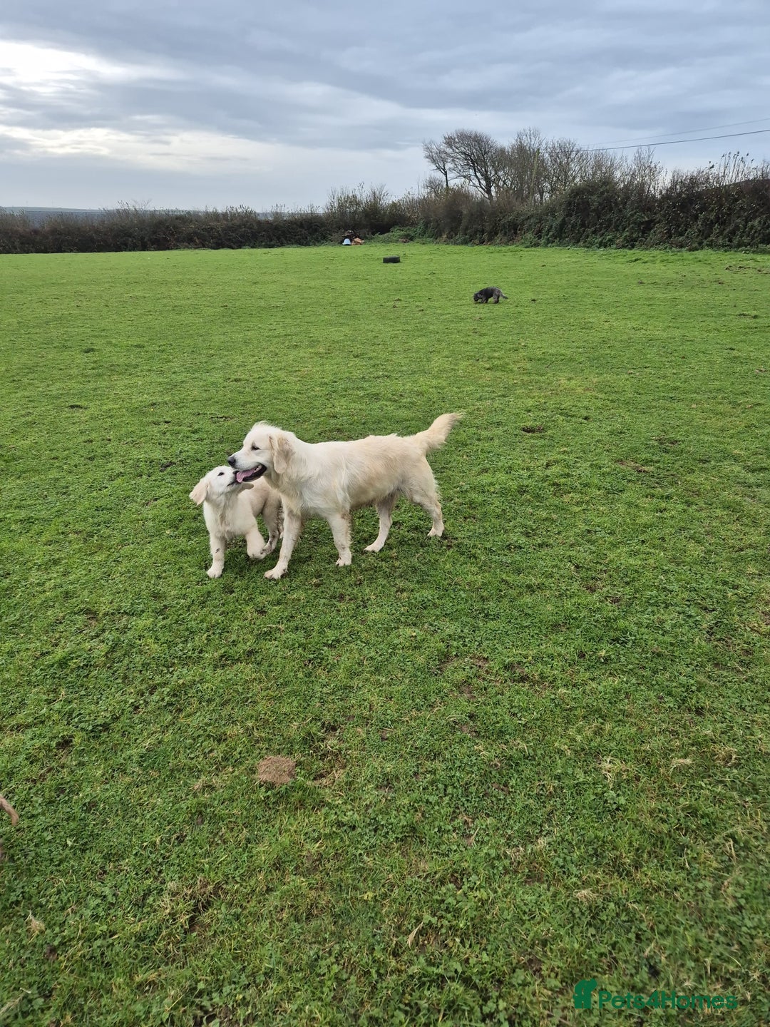 Golden Retriever dogs for sale: Gorgeous golden retriever male puppy - Advert 1