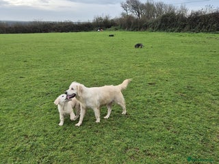 Golden Retriever dogs for sale: Gorgeous golden retriever male puppy - Advert 1