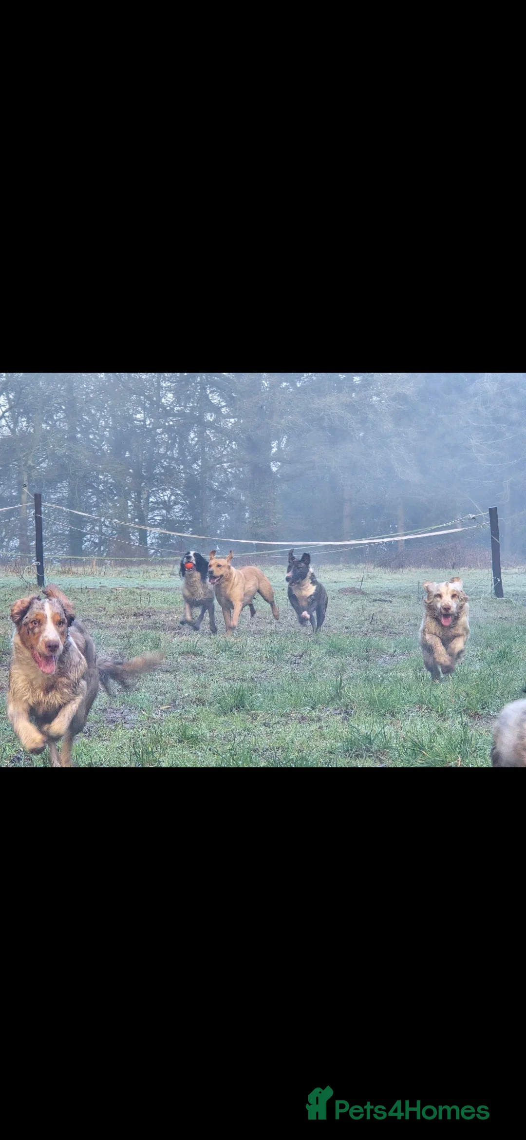 Mixed Breed dogs for sale: Clumber cross - Advert 7