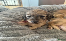 Miniature Dachshund dogs for sale: English Cream KC Reg PRA Clear Mini Dachshund  - Advert 27
