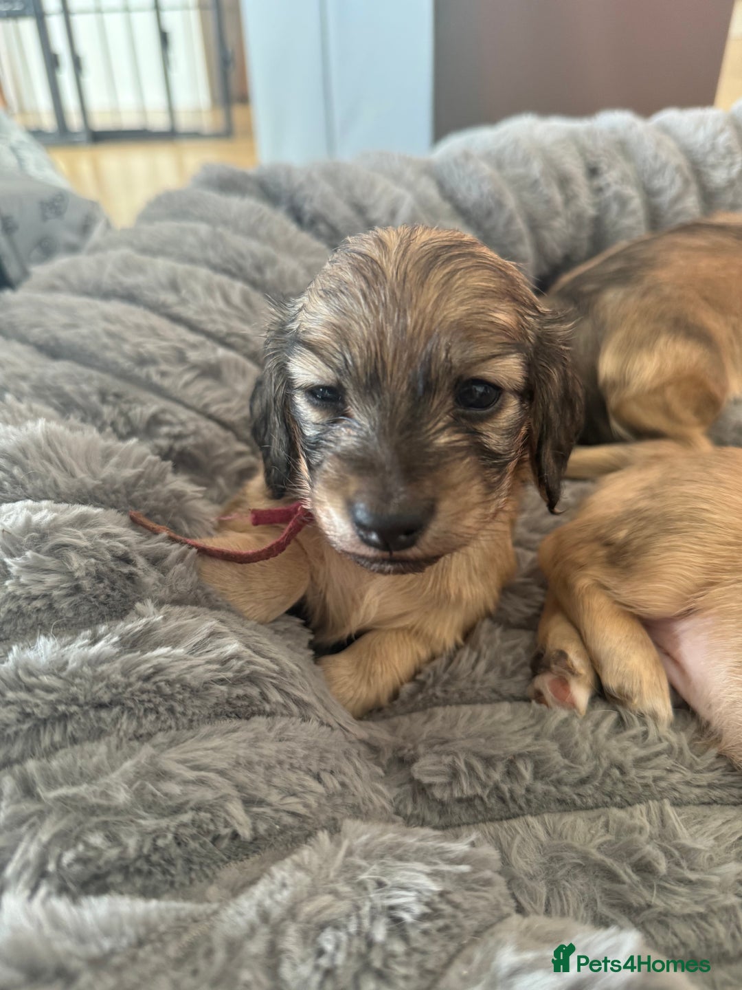 Miniature Dachshund dogs for sale: English Cream KC Reg PRA Clear Mini Dachshund  - Advert 27