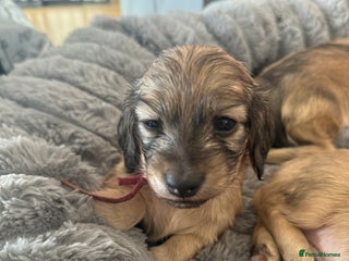 Miniature Dachshund dogs Our pick of the litter! Cream Female Mini Dach - Advert 5