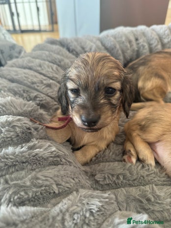 Miniature Dachshund dogs Our pick of the litter! Cream Female Mini Dach - Advert 2