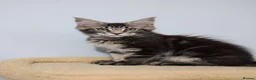 Maine Coon cats for sale: Maine Coons ready now - Advert 5