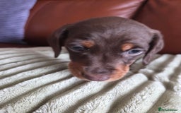 Dachshund dogs for sale: Beautiful pups born to our much loved girl Ruby  - Image 5