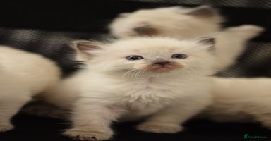 Ragdoll cats - Advert 5