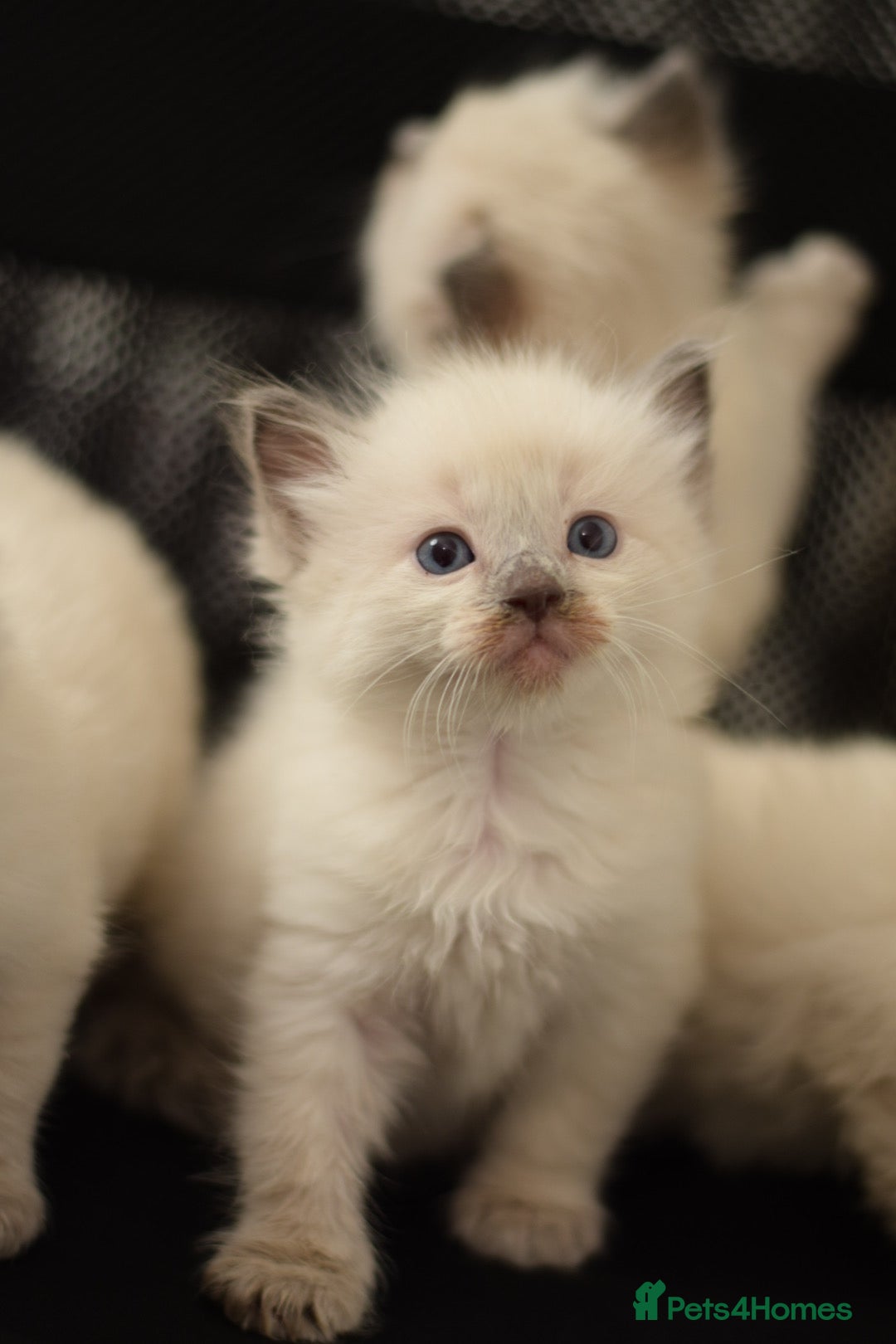 Ragdoll cats for sale: Chunky Ragdoll kittens  - Image 1