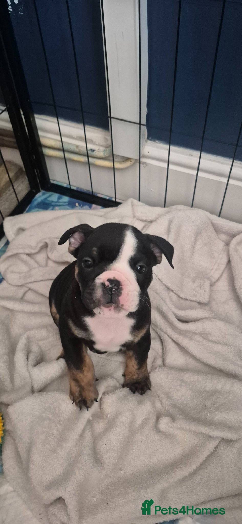 English Bulldog dogs Kc registered English bulldogs  - Advert 11