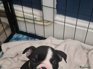 English Bulldog dogs Kc registered English bulldogs - Advert 10