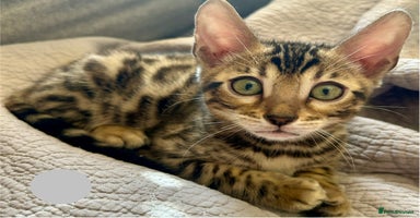Bengal cats - Advert 2