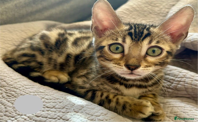 Bengal cats - Advert 9