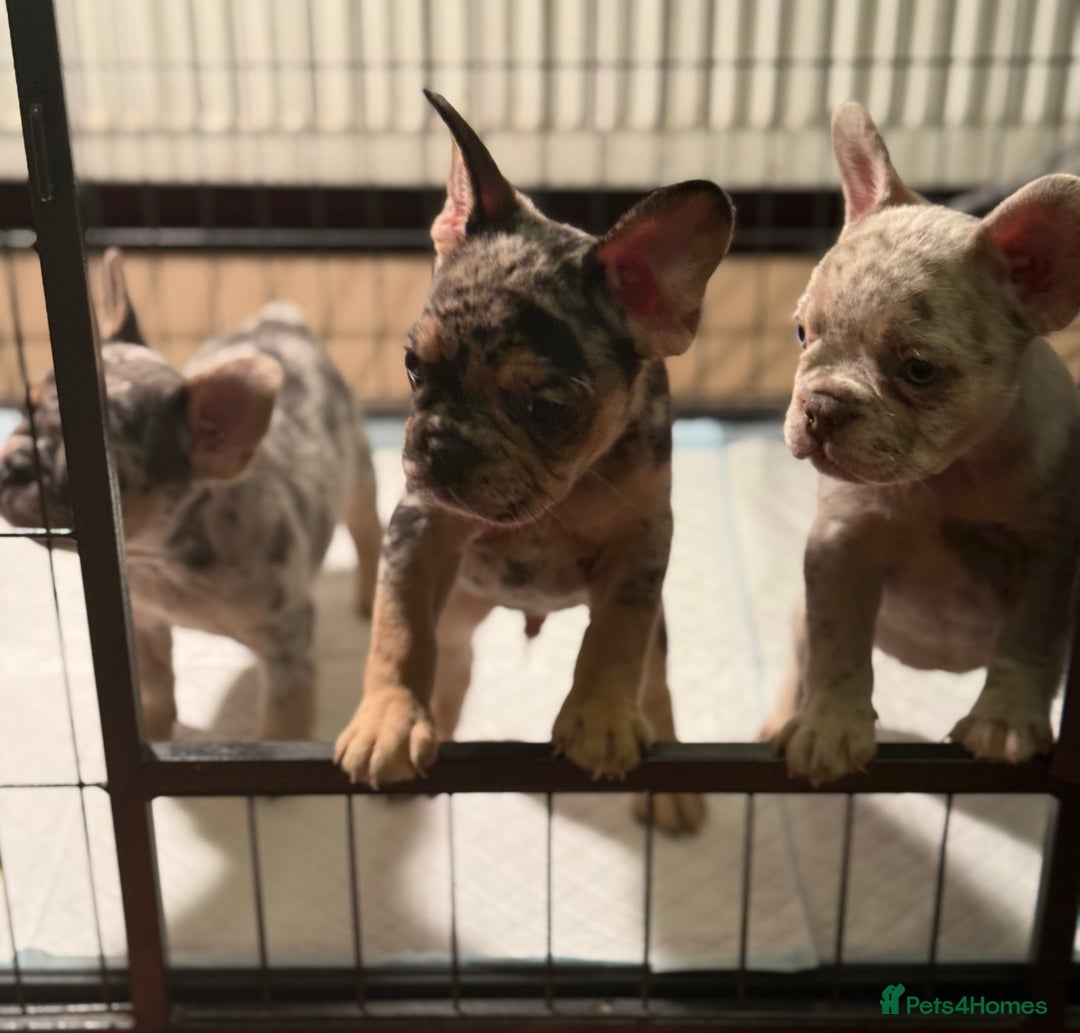 French Bulldog dogs for sale: Frenchie puppies - Advert 1