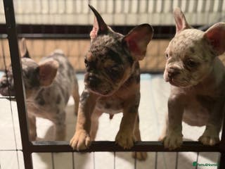 French Bulldog dogs Frenchie puppies - Advert 13