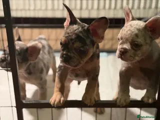 French Bulldog dogs Frenchie puppies - Advert 17