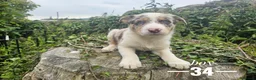 Border Collie dogs for sale: Stunning Border Collie pups from working home - Advert 6