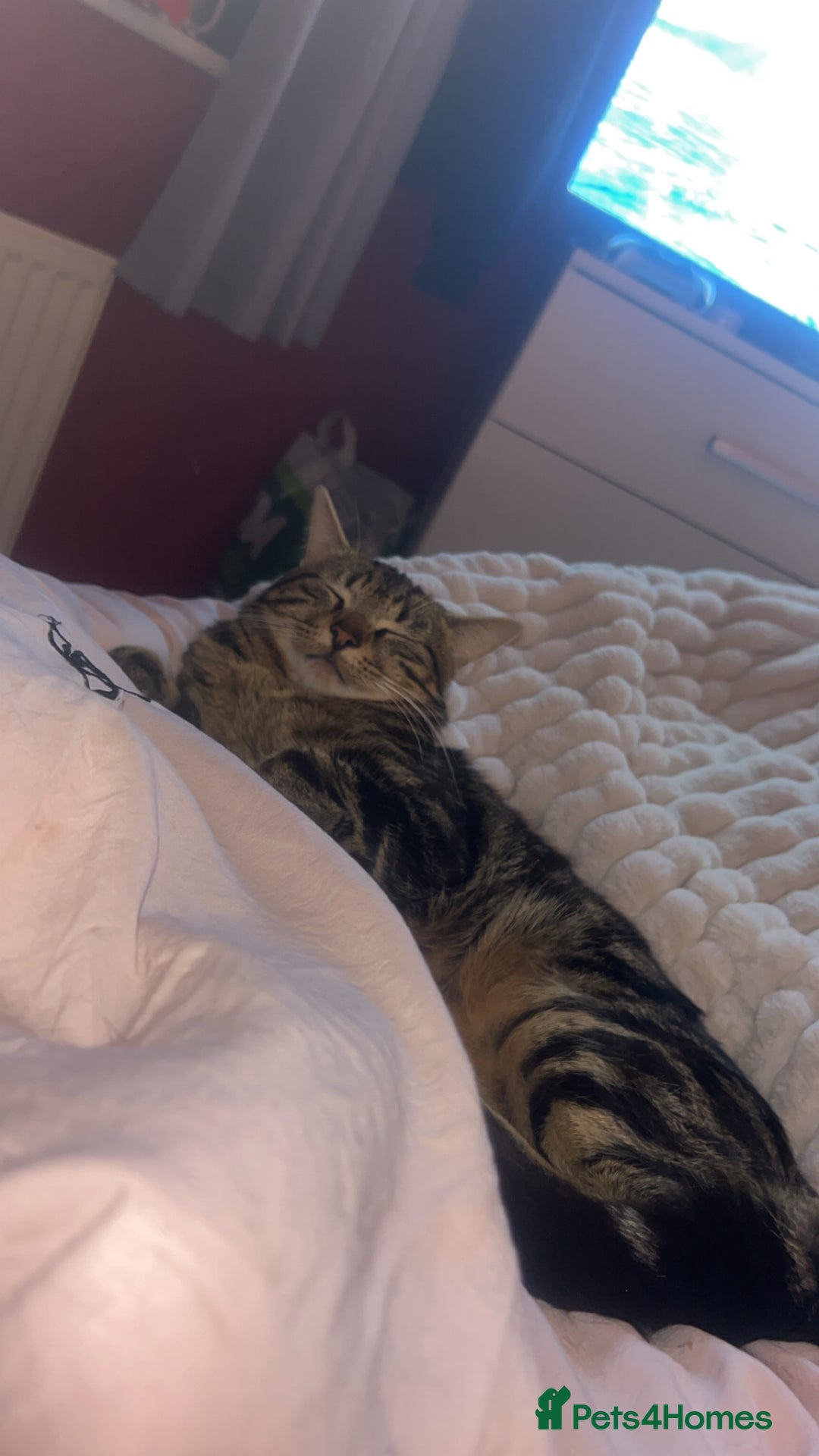 Mixed Breed cats for sale: This is mittens - Advert 3