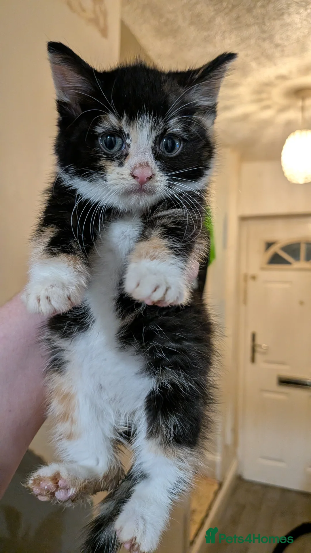 Mixed Breed cats for sale: 2 boys left in Birmingham - Advert 3