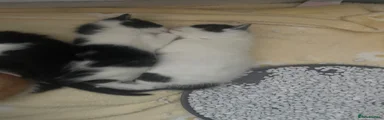 Mixed Breed Kitten 3