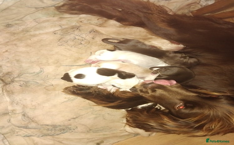 Cocker Spaniel dogs 7 cocker spaniel puppies - Advert 1