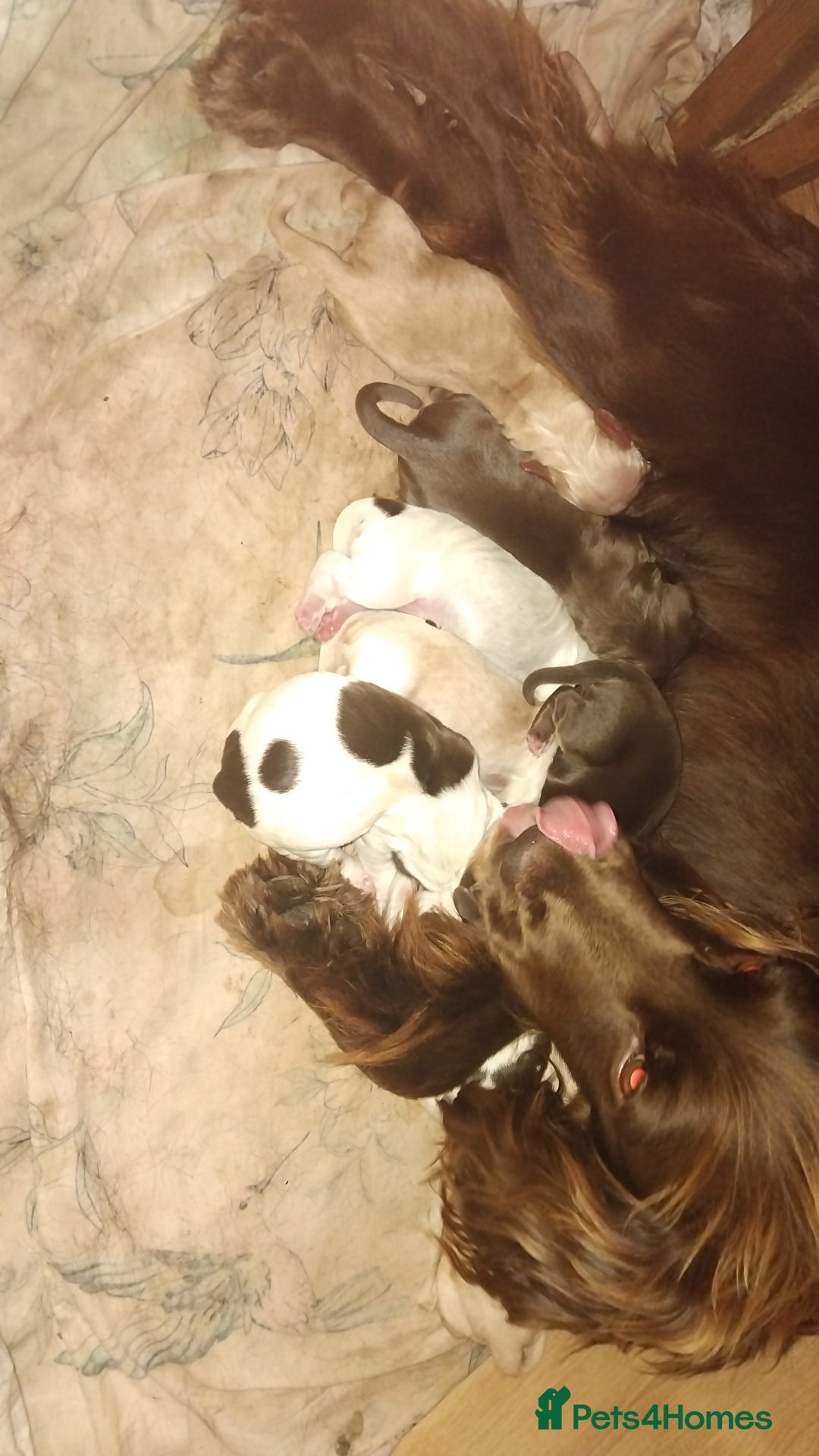 Cocker Spaniel dogs for sale: 7 cocker spaniel puppies - Advert 1