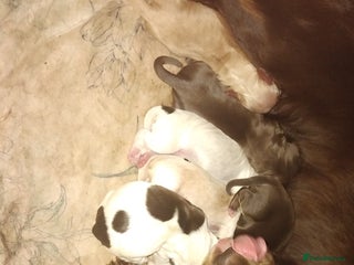 Cocker Spaniel dogs 5 cocker spaniel puppies - Advert 10