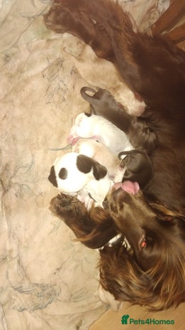 Cocker Spaniel dogs 7 cocker spaniel puppies - Advert 4