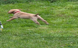 Labrador Retriever dogs for sale: Fox red labrador puppies for sale - Image 2