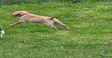 Labrador Retriever dogs - Advert 6