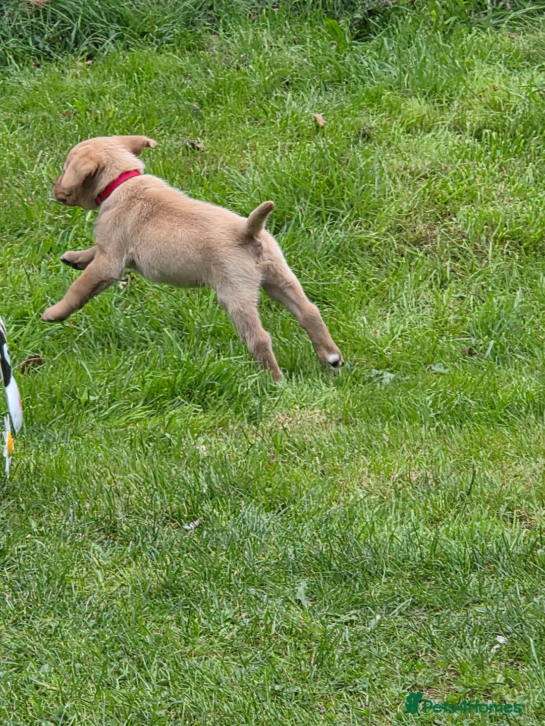 Labrador Retriever dogs for sale: Fox red labrador puppies for sale - Image 2