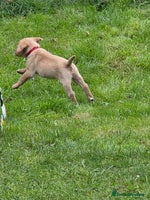 Labrador Retriever dogs - Advert 8