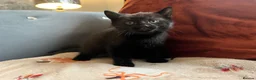 British Shorthair cats for sale: British short hair kitten  - Advert 2