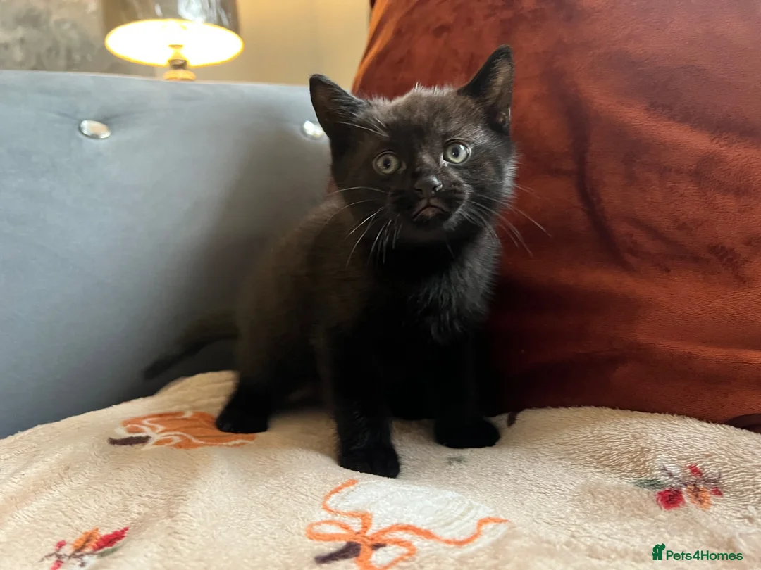 British Shorthair cats for sale: British short hair kitten  - Advert 2