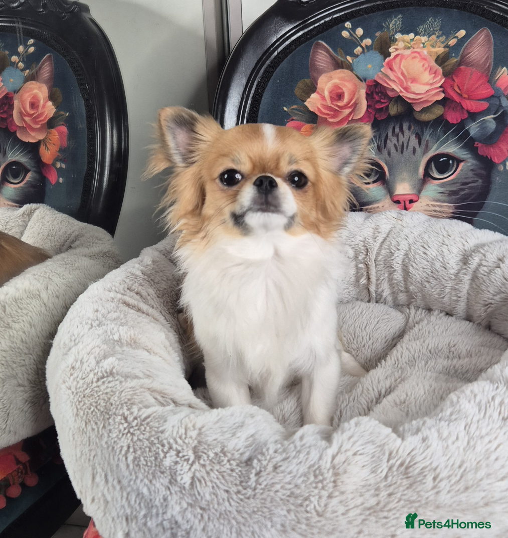 Chihuahua dogs KC registered chihuahua boy  - Advert 20