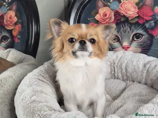 Chihuahua dogs KC registered chihuahua boy - Advert 20