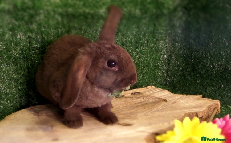 Mini Lop rabbits - Advert 8
