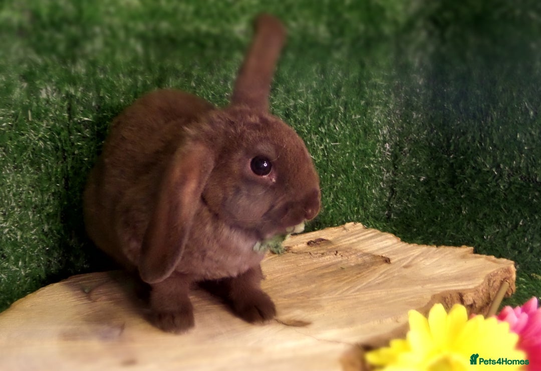 Mini Lop rabbits for sale: gorgeous plush mini lop - Image 1