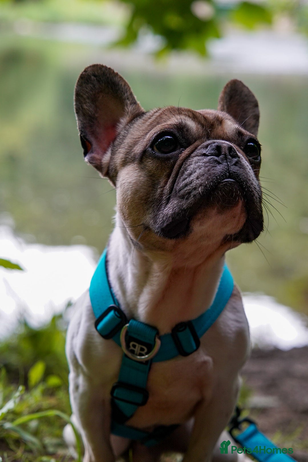 French Bulldog dogs for stud: Hugo available for stud🐾 in Stanley - Advert 5