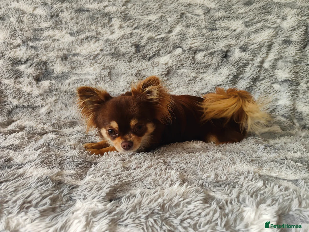 Chihuahua dogs for stud: STUD: Long Coat Chocolate Boy in Aldershot - Advert 14