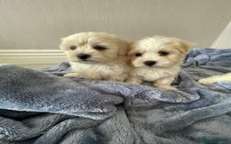 Maltipoo dogs for sale: 🐾 maltipoo puppy’s 🐾 - Image 6