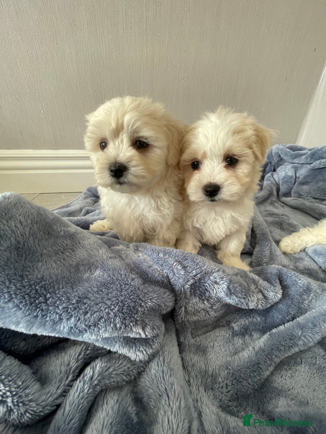 Maltipoo dogs for sale: 🐾 maltipoo puppy’s 🐾 - Image 6